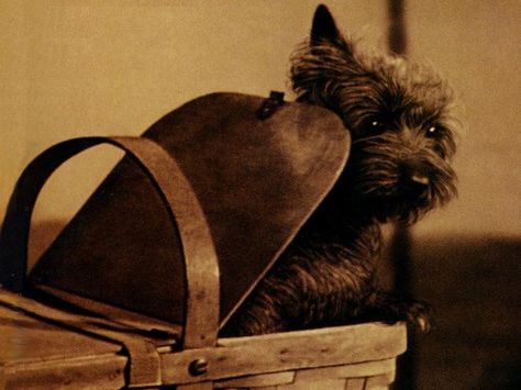 Toto - Famous Cairn Terrier Winnie Dog, Carin Terriers, Wizard Of Oz Movie, Wizard Of Oz 1939, Fantasy Wizard, Cairn Terriers, Famous Dogs, The Wonderful Wizard Of Oz, Brick Road