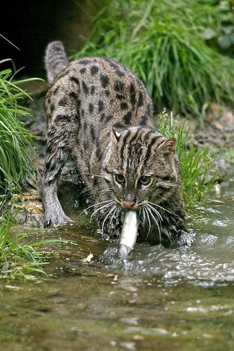 Pallas Cat, Cat Therian, Cat Collage, Amur Leopard, Fishing Cat, Wcue Morph, Amazing Animal Pictures, Leopard Cat, Jungle Cat