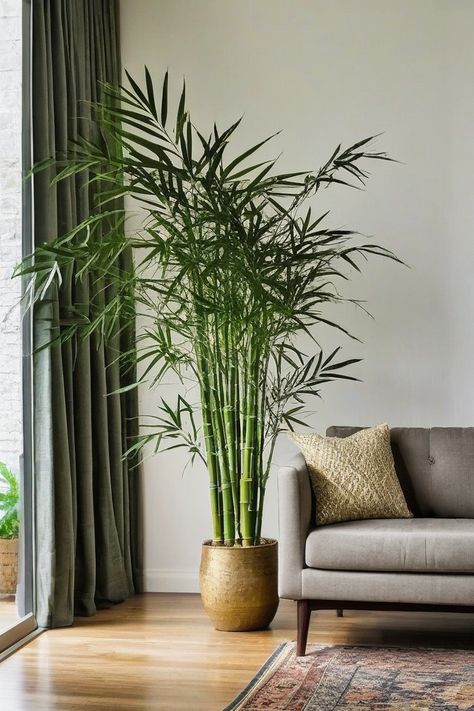 11 Best Indoor Plants For Low Light Living Rooms Dim Living Room, Low Light Plants Indoor, Indoor Plants For Low Light, Plants For Low Light, Lily Images, 70s Interior Design, Low Light House Plants, Indoor Plants Low Light, Houseplants Low Light