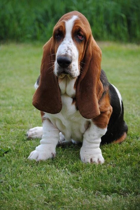 Miniature Basset Hound, Hound Tattoo, Wallpaper Puppy, Puppy Pfp, Hound Dog Puppies, Sketches Nature, Basset Hound Art, Tattoo Animals, Basset Puppies