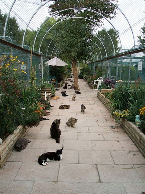 Animal Shelter Design, Cat Paradise, Cat Farm, Cat Fence, Cat Patio, Cat Hotel, Garden Fence Ideas, Outdoor Cat Enclosure, Cat Run