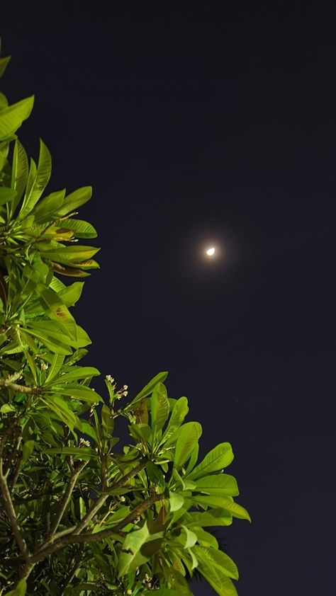 Night Sky, The Moon, Moon, The World, Music, Green