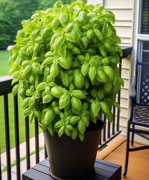 How To Plant Basil In A Pot, Basil Plants In Pots, Grow Basil From Clippings, Planting Basil In Pots, How To Grow Basil Outdoors, How To Grow Basil In A Pot, Growing Flowers In Pots, Basil Plant Care Outdoors, How To Grow Basil