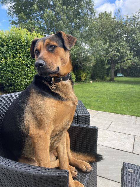 Big Shepweiler GSD x Rottweiler sitting on garden chair Big Dogs Aesthetic, Cute Big Dogs, German Dog Breeds, Dogs Aesthetic, Horse Games, Dog Mixes, Garden Chair, Beautiful House Plans, Rescue Dog