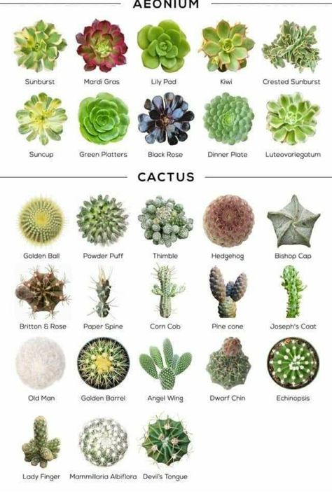 Cacti Tanaman Sukulen, Succulent Names, Types Of Succulents Plants, Kaktus Dan Sukulen, Tanaman Indoor, Zone 9, Succulent Garden Diy, Types Of Succulents, Succulent Gardening