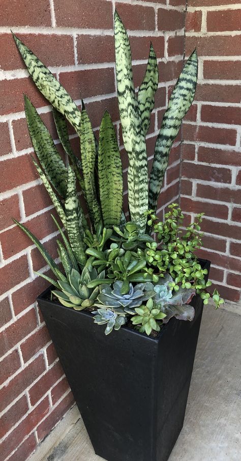 Front Porch Plants, Porch Plants, Gubahan Bunga, Container Garden Design, Succulent Garden Design, نباتات منزلية, Potted Plants Outdoor, Succulent Garden Diy, Patio Diy