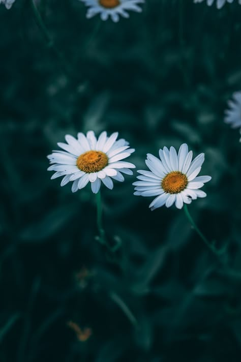 Daisy Summer Flower professionally printed on photo paper or metal. For other size options feel free to reach out. Frame not included Beautiful Plants Photography, Aesthetic Plant Photos, Art For Walls, Flower Identification, Beautiful Flowers Photos, Art Nouveau Art, Nouveau Art, Journal Art, Flower Photography