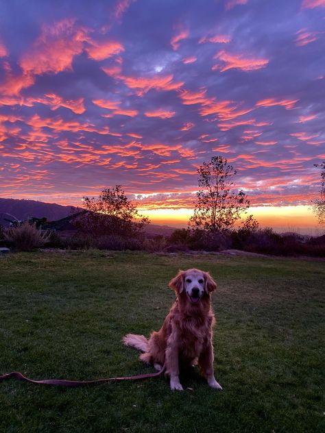 Sunrise Pics, Dog Sunset, Sky Go, Beach Instagram Pictures, Beach Instagram, Dog Beach, Sweet Dogs, Animal Hospital, Golden Retrievers