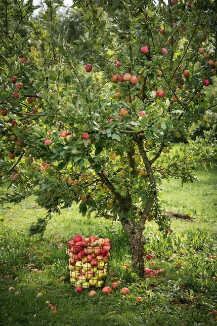 Apple Garden, Fruit Tree Garden, Orchard Garden, Tree Of Life Tattoo, Apple Orchard, Fruit Garden, Farm Gardens, Apple Tree, Edible Garden