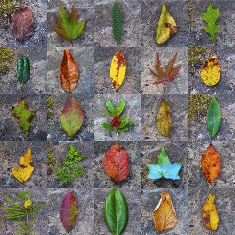 Leaf Typology. Photo by Ann Claire Gunn. Typology Photography, Flipbook Ideas, Photo Series Ideas, Eco Therapy, Teaching Photography, Photography Pattern, Narrative Photography, A Level Photography, New Project Ideas