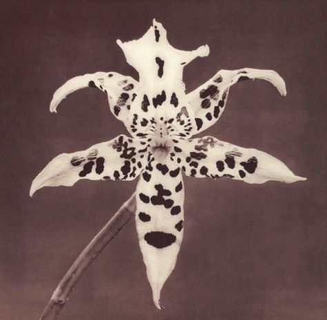 antelucanhourglass: “ Robert Mapplethorpe, Flowers, 1988. ” Mapplethorpe Flowers, Red Orchids, Robert Mapplethorpe, Tiger Lily, Art Plastique, A Flower, Flower Power, Art Inspo, Orchids