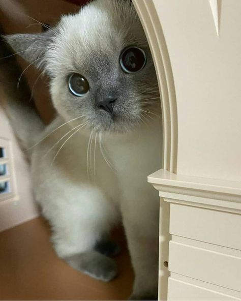 Gatto Carino, Image Chat, Cat Aesthetic, Cute Creatures, Siamese Cats, Pretty Cats, Cute Little Animals, Beautiful Cats