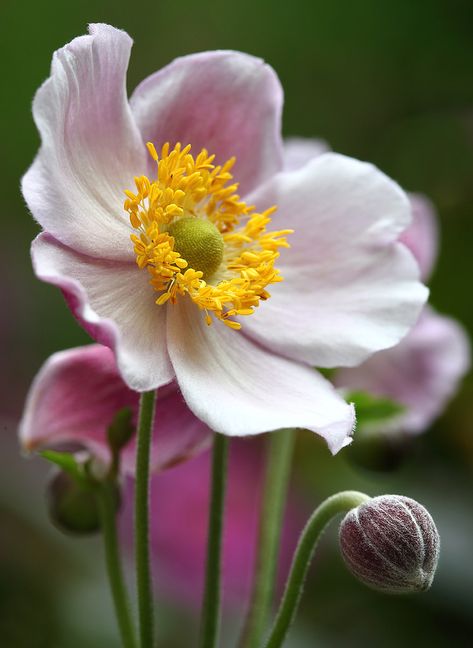 Anemone Du Japon, Flower Reference, Live Flowers, Japanese Anemone, Small Pink Flowers, Reference Pics, Beautiful Pink Flowers, Anemone Flower, Flowers Perennials