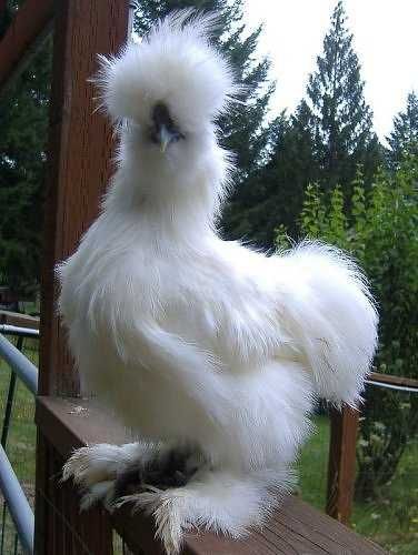 Any love for fancy chickens? - Imgur Silkie Bantam, Fluffy Chicken, Fancy Chickens, Silkie Chickens, Beautiful Chickens, Cute Chickens, Chickens And Roosters, Chicken Breeds, Pet Chickens