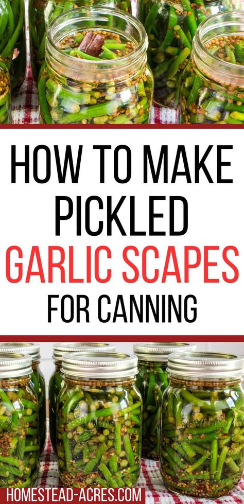 Say hello to your new favorite canning recipe! These pickled garlic scapes are incredibly easy to make and bursting with flavor. Whether you're experienced in canning or a total newbie, you'll find this recipe quick and easy. Whip up a batch and enjoy the crisp, tangy taste in sandwiches, salads, or straight out of the jar. Try canning garlic scapes and enjoy every bite. Quick Pickled Garlic Scapes, Pickled Garlic Scapes Recipes, Canning Garlic, Pickled Garlic Scapes, Hardneck Garlic, Canning Salt, How To Store Garlic, Canning Pickles, Pickling Salt