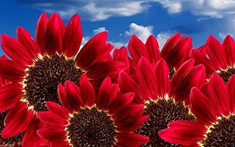 RED Sunflowers Seeds (Helianthus annuus) Annual,Flowers,(30 Seeds) Easiest Flowers To Grow, Giant Sunflower, Bonsai Seeds, Red Sunflowers, Rose Seeds, Organic Decor, Sunflower Wallpaper, Rainbow Roses, Red Sun