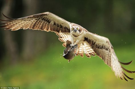 With a steely gaze, the bird, captured on camera by wildlife photographer Bill Doherty, the bird flies away clutching the fish but then drops it, wasting the effort from the hunt Bird Flying Towards Camera, Osprey Bird, Cairngorms National Park, Bird Flying, Wildlife Photographer, Bird Of Prey, Art Album, Birds Of Prey, Birds Flying