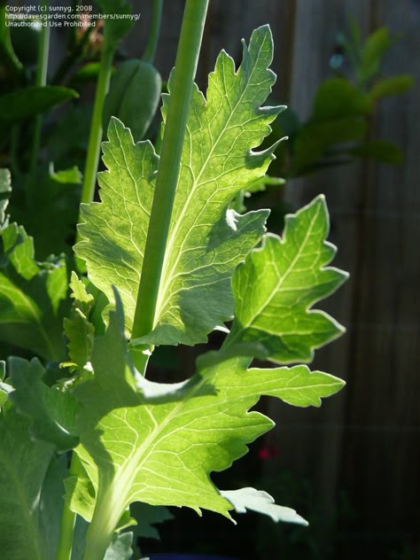 Poppy Leaves, Poppy Flower Bouquet, Breadseed Poppy, Papaver Somniferum, Poppy Drawing, Garden Flower Beds, Ranunculus Flowers, Leaf Images, Lettuce Leaves