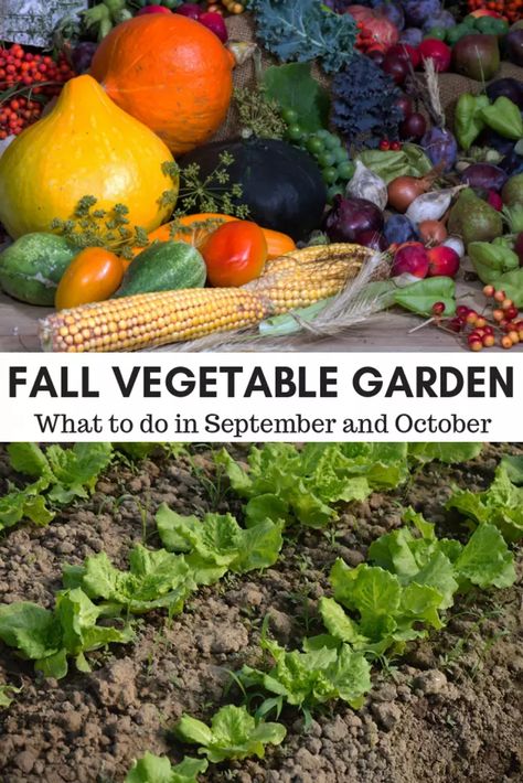 Great ideas for vegetables to plant in your fall garden. #AcreLife #fallgarden #fallvegetables #vegetablegarden Garden Layout Small, September Gardening, Homestead Garden Layout, Fall Vegetable Garden, Planting Lettuce, Vegetable Beds, Balcony Gardening, Fall Planting, List Of Vegetables