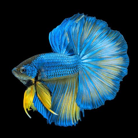 Siamese Fish, Ikan Air Tawar, Fish Types, Betta Fish Types, Pretty Fish, Betta Fish Tank, Beta Fish, Halfmoon Betta, Beautiful Sea Creatures