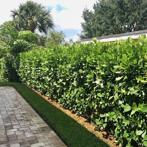 Modern Hedges Landscaping, Clusia Hedge Landscaping Ideas, Clusia Landscaping Ideas, Clusia Hedge, Landscaping Entrance, Monument Ideas, Hedges Landscaping, Yard Renovation, Florida Bungalow