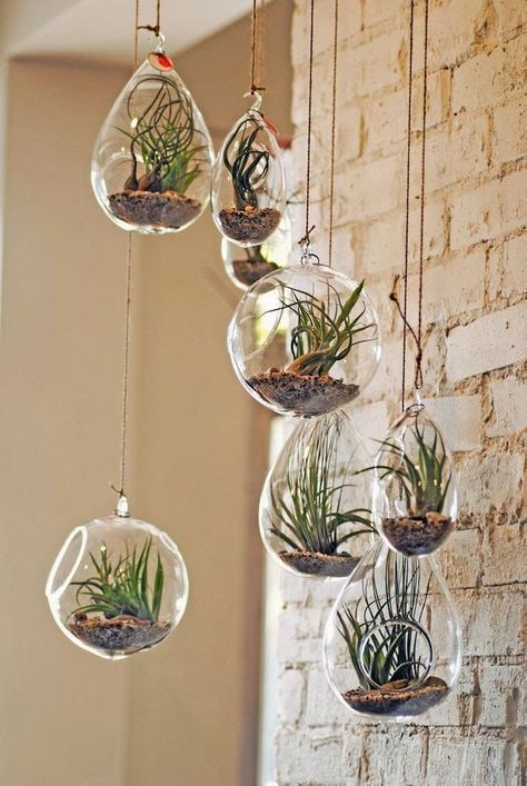 eight-tear-drop-and-round-shaped-glass-planters-containing-dirt-and-different-tillandsia-plants-air-plant-terrarium-hanging-on-thread-from-the-ceiling Terrarium Candle Holder, Hanging Glass Terrarium, Plant Display Ideas, Air Plants Decor, Terrarium Wedding, Hanging Terrarium, Plant Terrarium, Air Plant Display, Succulent Garden Diy