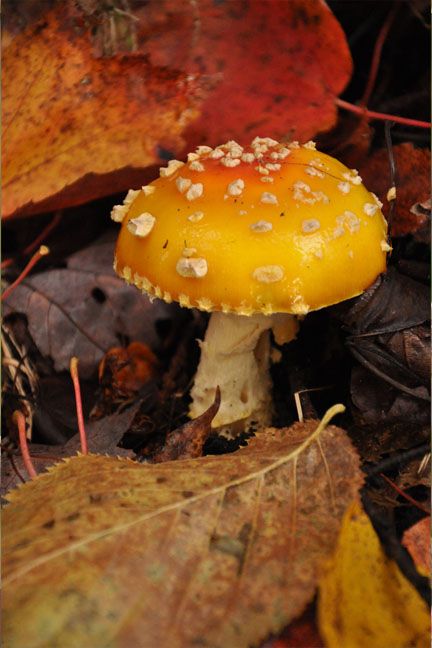 Beautiful Mushrooms, Slime Mould, Mushroom Fungi, Fabulous Fall, Autumn Beauty, Fall Color, Autumn Aesthetic, Morning Glory, On The Ground