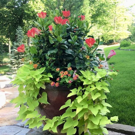 Potted Plants Full Sun, Full Sun Planters, Plants For Planters, Full Sun Container Plants, Summer Planter, Porch Plants, Flower Containers, Patio Flowers, Gardens Flowers