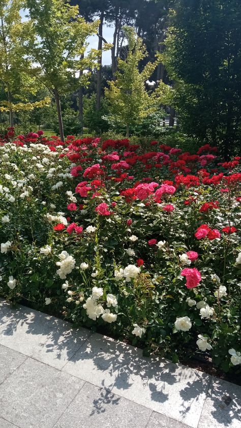 flowers, white flowers, red flowers, white roses, red roses, roses, trees, nature, campus, collage, story, instagram story, story ideas, story inspo, fake story Red And White Garden, Flowers White Roses, Red And White Roses, Roses Red, Trees Nature, Rose Images, Rose Trees, Flowers Red, Rose Bush