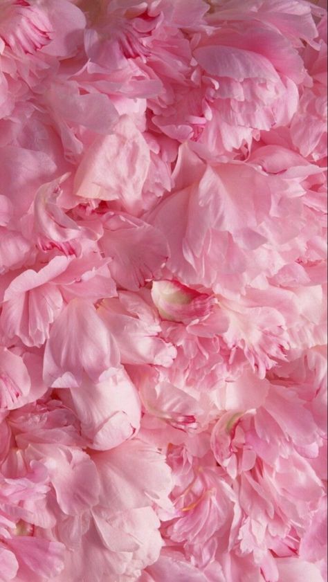 Peony Wallpaper, Trendy Wallpaper, Nature Plants, Samsung Wallpaper, Everything Pink, Pink Princess, Flower Backgrounds, Photography Backdrop, Pink Wallpaper