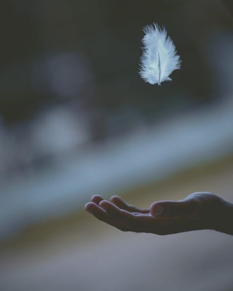 Peace Pictures, Image Zen, Feather Signs, Feather Meaning, 4 Elements, Focus Photography, White Feather, Spiritual Meaning, White Feathers