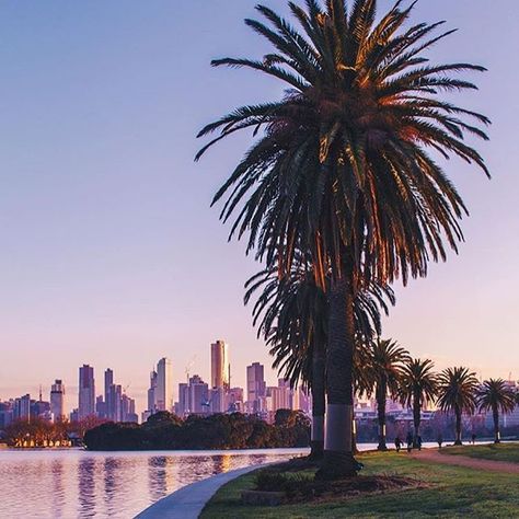 There's nothing like a lap of Albert Park lake to make you feel alive. Just ask @danielricciardo as he races around it at the @ausgp - or one of the thousands of walkers and joggers that make it a part of their daily exercise routine. Photo by @australove #visitmelbourne #visitvictoria #melbourne Interactive Publication, Albert Park Melbourne, Daily Exercise Routine, Melbourne Skyline, Melbourne Apartment, Visit Melbourne, Darkest Hour, Time To Rest, Rest Up