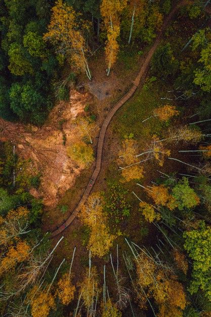 Forest Birds Eye View, Forest Perspective, Forest From Above, Birdseye View, Sustainability Report, Worms Eye View, Dense Forest, Art Challenges, Dream Painting