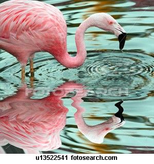 The colors, the reflection. Would be a great painting too! Metal Reflection, Flamingo Birds, Fancy Flamingo, Pink Peacock, Flamingo Bird, Flamingo Art, Water Reflections, Pink Bird, Pretty Birds