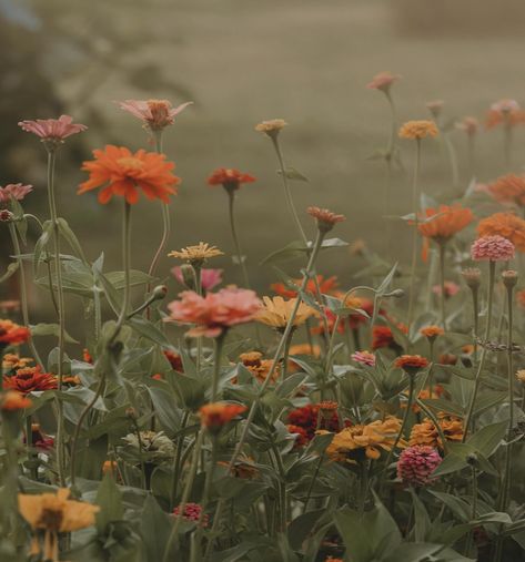 I have two spots left for wildflower minis this weekend!! They are perfect times too! Right at the start of sunset!! 😍 Wildflowers Aesthetic, Field Of Wildflowers, Wildflower Field, Wildflower Garden, The Start, Be Perfect, This Weekend, Wild Flowers, Mood Board