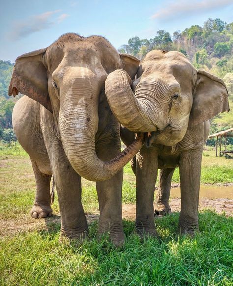 🐘 #AsianElephants 🐘 A close-up view of two Asiatic elephants touching each other with their trunks in rural northern Thailand. Are you interested in elephant sanctuaries or learning about the behavior of these majestic creatures? Thailand Elephant Sanctuary, Asiatic Elephant, Thailand Elephants, Majestic Creatures, Elephant Sanctuary, Northern Thailand, Painting Inspo, Close Up, Thailand