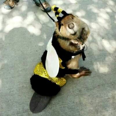 Beaver in a bee costume Bee-ver! Bee Costume, Pet Costumes, Cute Creatures, 귀여운 동물, Animal Memes, Cuteness Overload, Animals Friends, Animals Beautiful, Animal Pictures