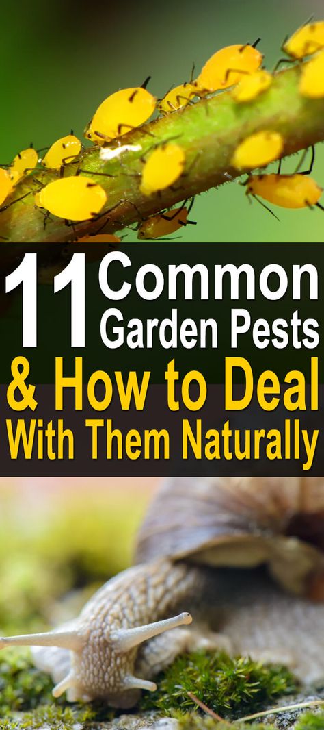 A garden infestation can be a nightmare, especially if you rely on your vegetables for your family's meals or added income. Fortunately, there are some natural measures you can take to prevent and control garden pests. Here is our list of common pests and how to deal with them naturally. #gardenpests #gardeningtips #gardeninghacks #allnatural #gardening #urbanhomesteading Herbs For Pest Control, Homemade Alternatives, Plant Deficiencies, Slugs In Garden, Organic Insecticide, Balcony Gardening, Florida Landscaping, Pest Prevention, Organic Pesticide