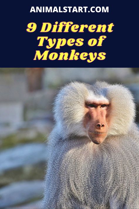 Learn how many different types of monkeys are there all around the world #monkeys Different Types Of Monkeys, Monkey Types, Monkey Species, Types Of Monkeys, Fun Facts About Animals, Animal Facts, All Around The World, Monkeys, Different Types