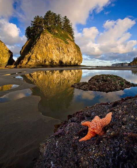 Second Beach, La Push, Washington - SUCH a beautiful place!  And right near the Hoh Rainforest! La Push Washington, Park Photos, Olympic National Park, To Infinity And Beyond, Canon Photography, Photo Images, Amazing Nature, Pacific Northwest, Land Scape