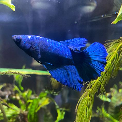 Halfmoon Female Betta Female Betta Fish, Female Betta, Pretty Fish, Kny Oc, Betta Fish, Aquariums, Aquarium Fish, Fish Tank, Fish Pet