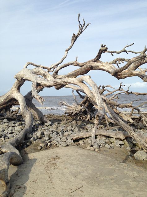 Driftwood On Beach, Driftwood Photography, Driftwood Beach Jekyll Island, Dead Tree, Driftwood Beach, Jekyll Island, Giant Tree, Unique Beach, Beach Wallpaper