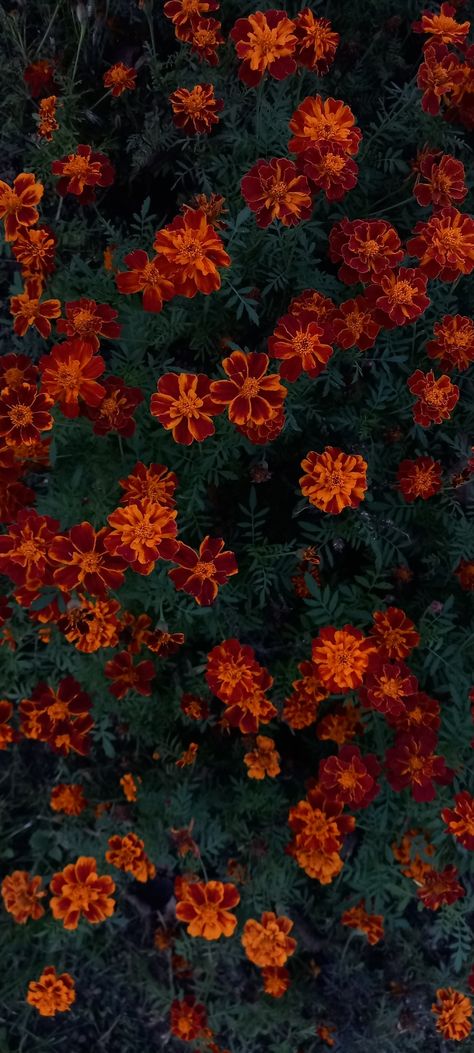 a flowered bush of red-orange flowers Red Orange Flowers, Ipad Backgrounds, Hd Landscape, Autumn Wallpaper, Dream Wedding Decorations, Minds Eye, Ipad Background, Flowery Wallpaper, Photo Board