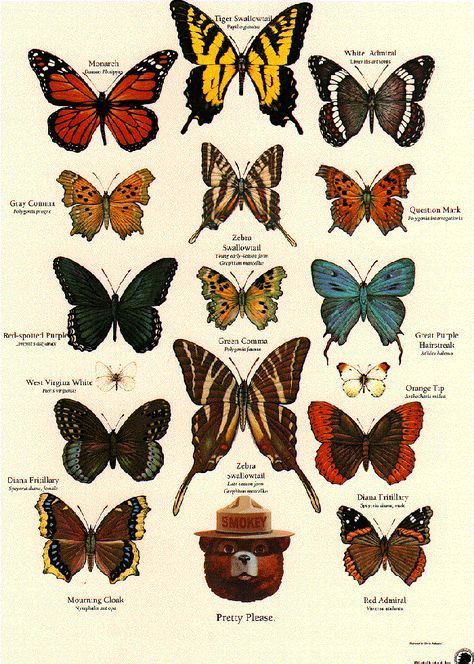 Butterfly identification poster from the U.S. Forestry Service . Insect activity, Apologia Flying Creatures, #homeschool http://shop.apologia.com/63-zoology-1 Butterfly Identification Chart, Butterfly Chart Aesthetic, Zoology Wallpaper, Zoology Aesthetic, Butterfly With Eyes, Butterfly Tattoo Color, Butterfly Types, Wildfire Prevention, Insect Activity