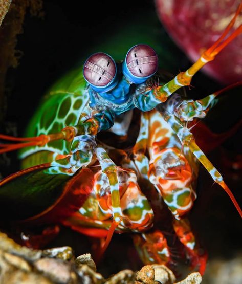 Peacock Mantis Shrimp (Odontodactylus scyllarus) 🦐 Peacock Mantis Shrimp, Woodlice, Animal Photography Wildlife, Mantis Shrimp, Wild Kingdom, Aquatic Animals, Marine Biology, Marine Animals, Sea World