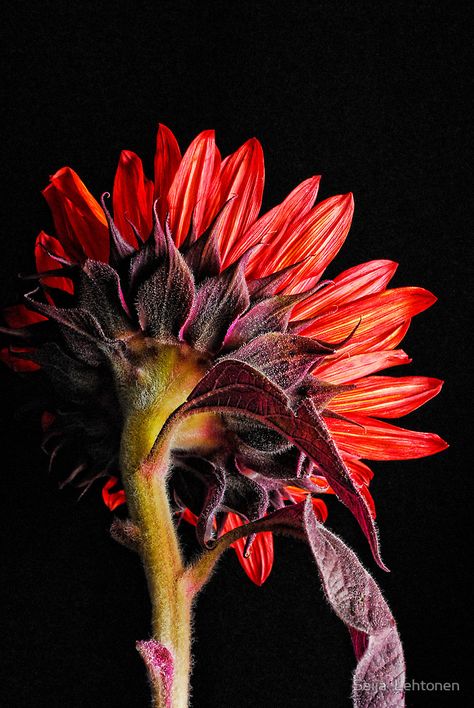 Red Sunflowers, Sunflower Pictures, Sunflower Art, Black Flowers, Big Flowers, Lily Flower, Amazing Flowers, Flower Wallpaper, Flowers Photography