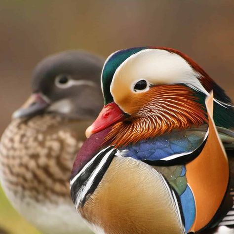 Feng Shui Mandarin Ducks for Luck in Love and Marriage Mandarin Duck Couple, Duck Couple, Front Door Plants, Mandarin Ducks, Lucky Bamboo Plants, Mandarin Duck, Garden Care, Colorful Birds, Bird Photography