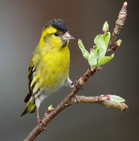 Male Siskin Siskin, Parrot, Birds, Animals