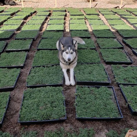 StarCarpetLV - StarCarpetLV, Drought Tolerant Landscape Starcarpet Pet Friendly Ground Cover, Dog Friendly Ground Cover, Grass Alternative Backyard For Dogs, Dog Friendly Backyard Landscaping, Dog Yard Landscaping, Grass Alternatives, Star Carpet, Drought Tolerant Grass, Dog Friendly Backyard