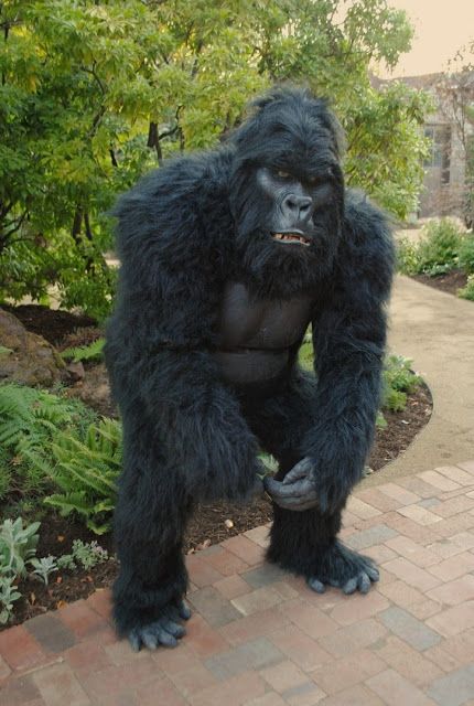 Hollywood Gorilla Men: August 2013 Gorilla Costume, Lollipop Guild, Gorilla Suit, Gorilla Costumes, Stilt Costume, Silverback Gorilla, Super Sunday, Western Costumes, Monkey Business